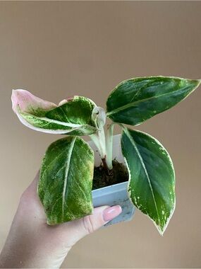 Pink Aglaonema